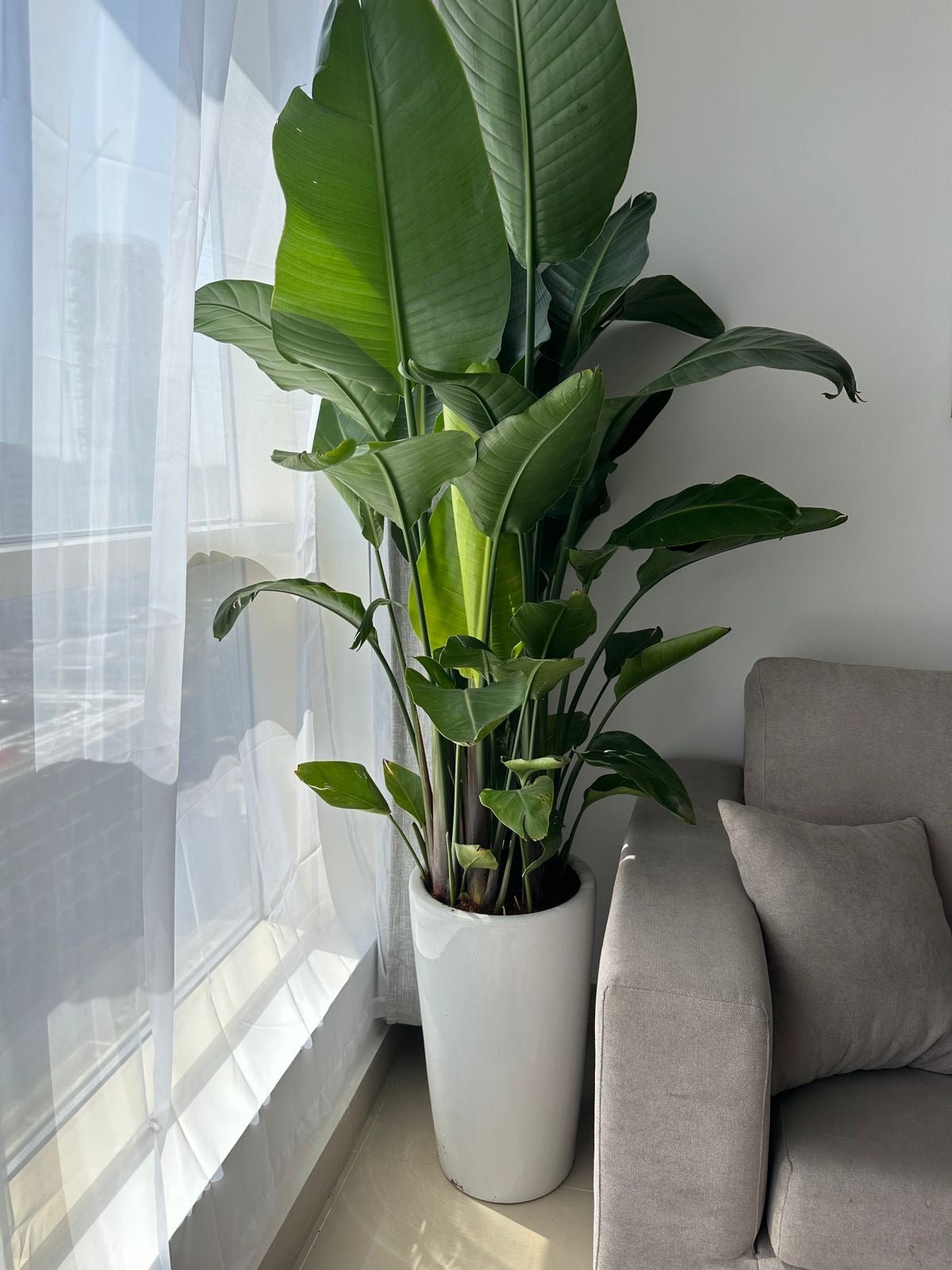 Office plants