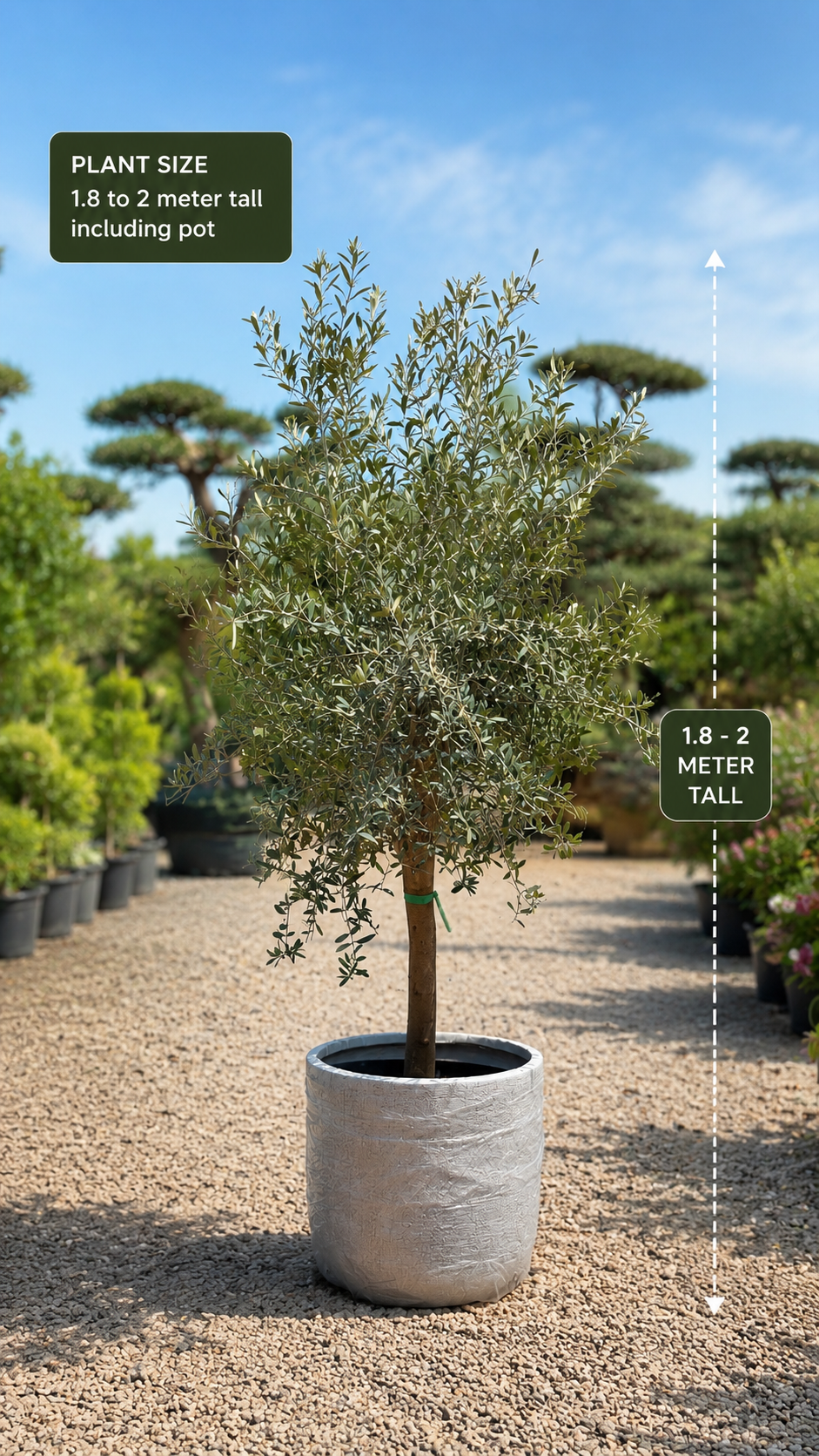 Outdoor plants