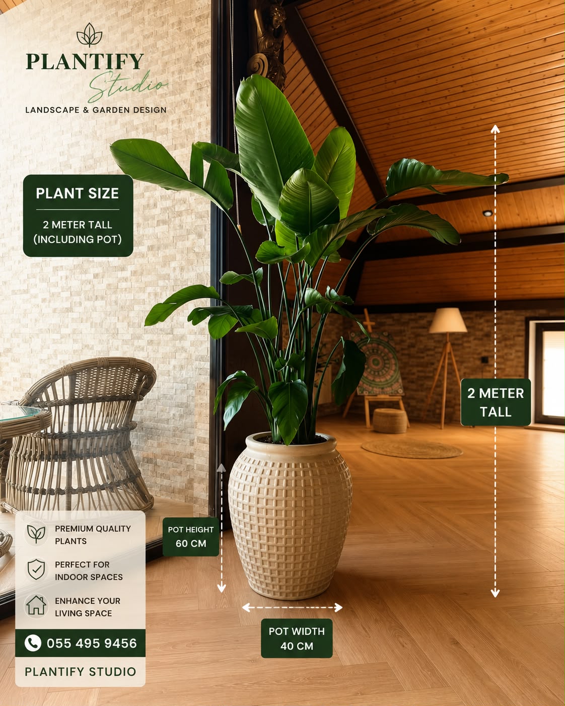 Indoor Plants