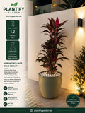 Plantify Garden Condyline (Red Sister) indoor pot plant in a light gray ceramic pot, shown in a styled garden patio setting with warm lighting. The left side features product specifications, including plant height of 1.