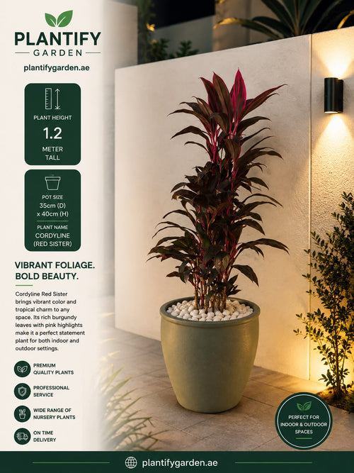 Plantify Garden Condyline (Red Sister) indoor pot plant in a light gray ceramic pot, shown in a styled garden patio setting with warm lighting. The left side features product specifications, including plant height of 1.