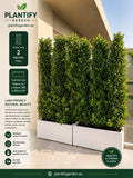 Plantify Garden evergreen hedge plants in white rectangular planters, shown outdoors against a modern building facade. The left side features a dark green informational panel with product specifications and benefits, and the brand logo 'Plantify Garden' is visible at the top left.