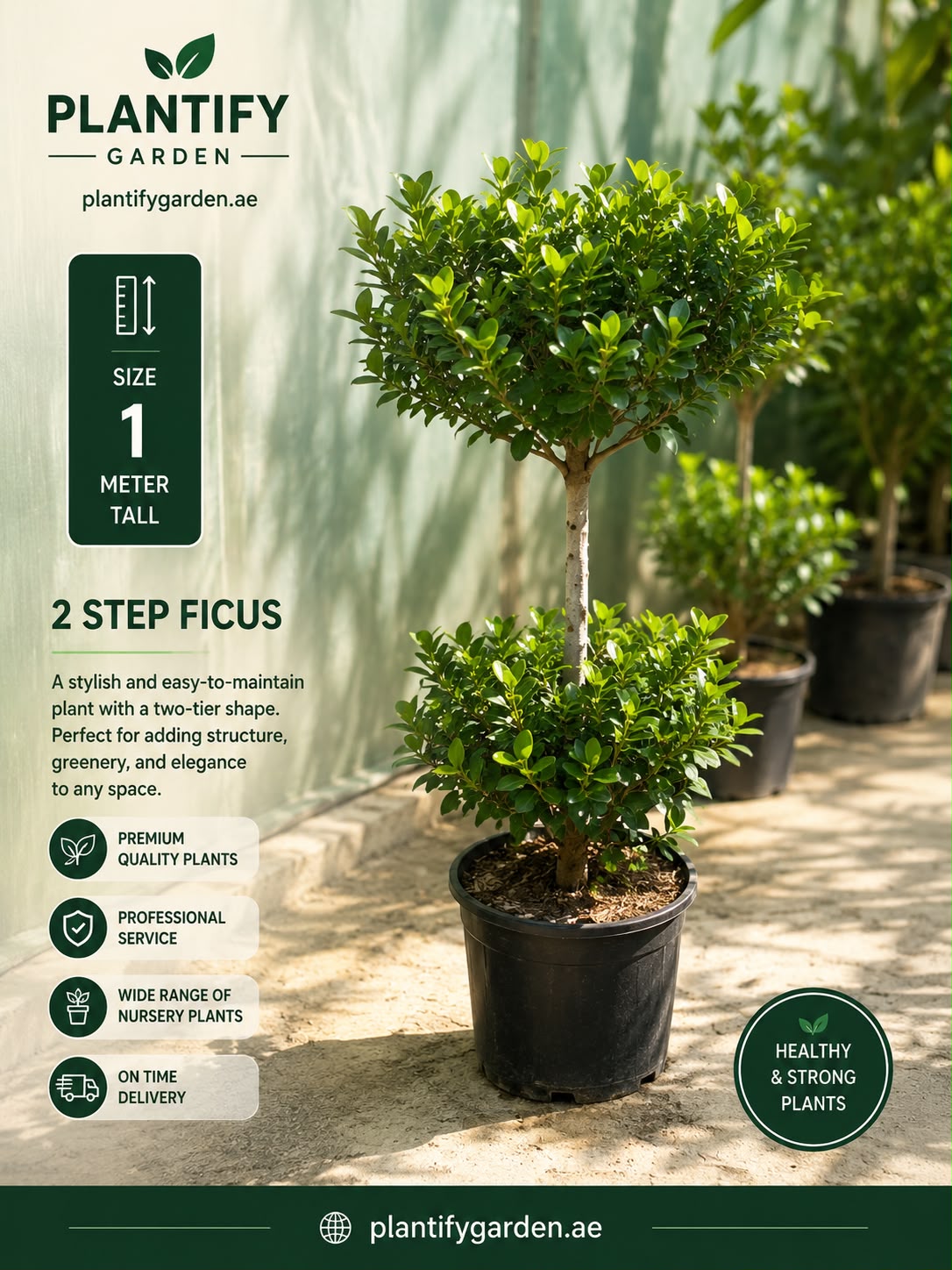 Promotional graphic for a Plantify Garden 1-meter tall two-tier ficus plant in a black nursery pot, set against a blurred greenhouse background with informational text overlays.