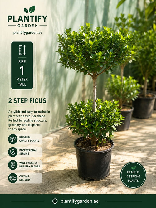 Promotional graphic for a Plantify Garden 1-meter tall two-tier ficus plant in a black nursery pot, set against a blurred greenhouse background with informational text overlays.