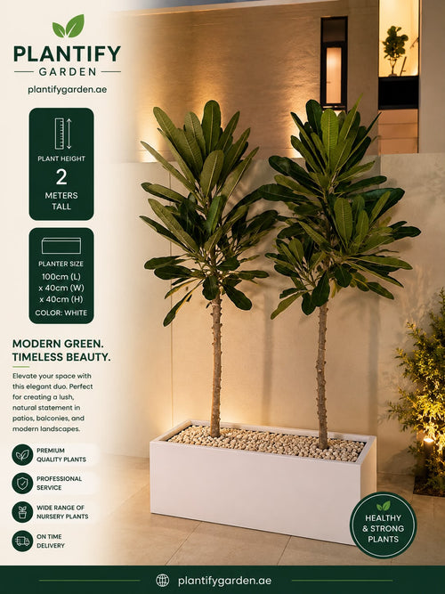 2m Double Plumeria Plant in White Planter | Luxury Outdoor Plants UAE