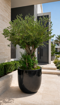 🌿 Mature Olive Tree – Luxury Mediterranean Elegance 🫒 2 Meter with pot