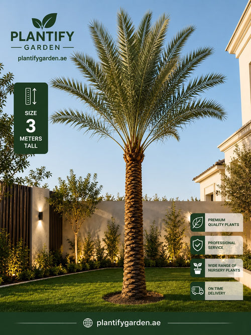 A tall palm tree stands in a landscaped garden with lawn, walls, and lighting, with Plantify Garden branding and size/information callouts overlaid on the image.