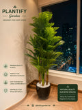 Areca Palm Tree in Decorative Pot | Premium Indoor Plant | Plantify Garden UAE