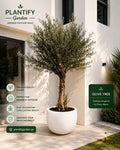 Olive Tree in Decorative Planter | Plantify Garden