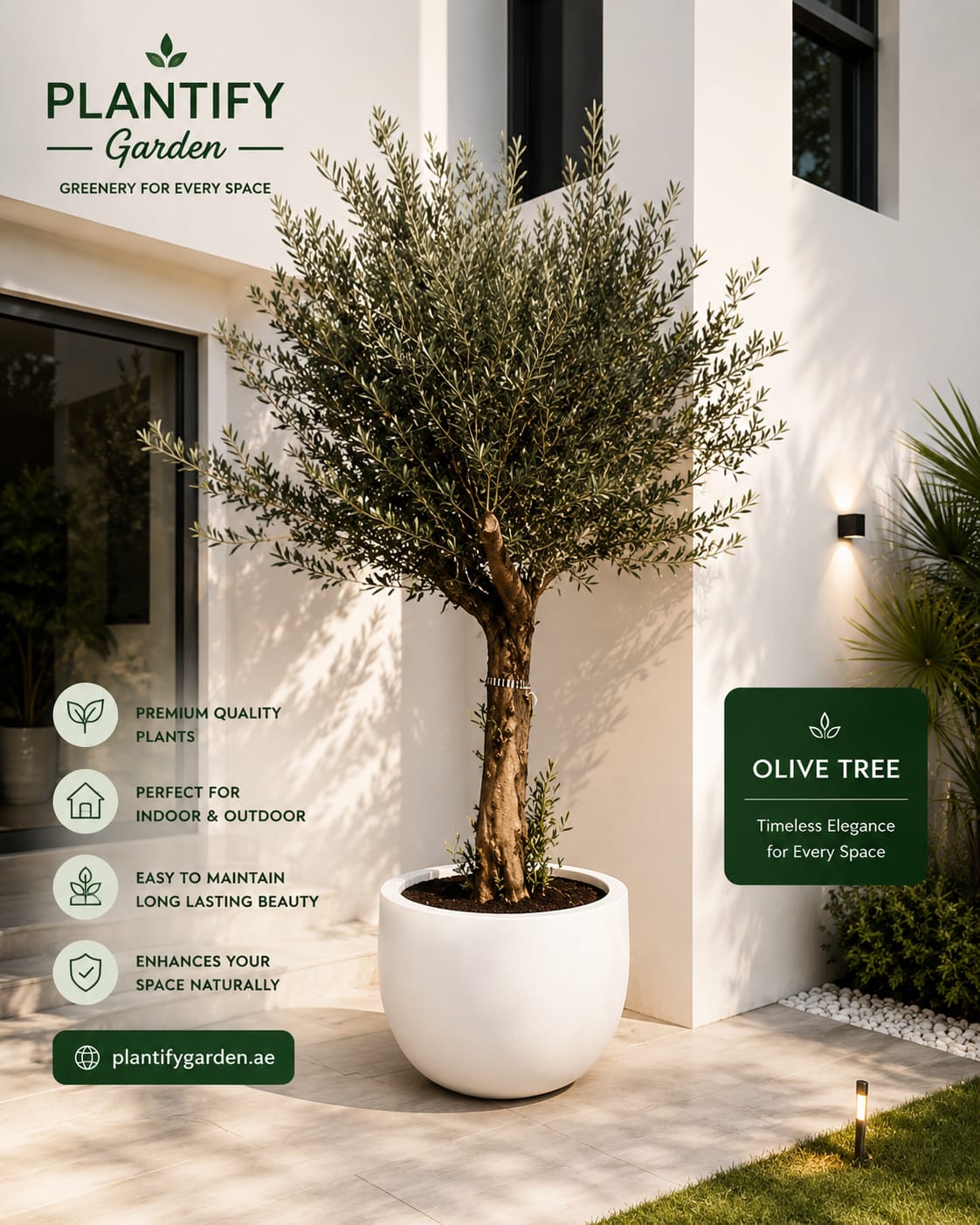 Olive Tree in Decorative Planter | Plantify Garden