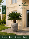 Sago Palm 1.5m with Pot | Premium Cycas Revoluta UAE