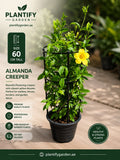 Plantify Garden Almanda Creeper plant in a black nursery pot, featuring a black trellis cage and a single bright yellow flower, set against a blurred garden background with product details on the left.