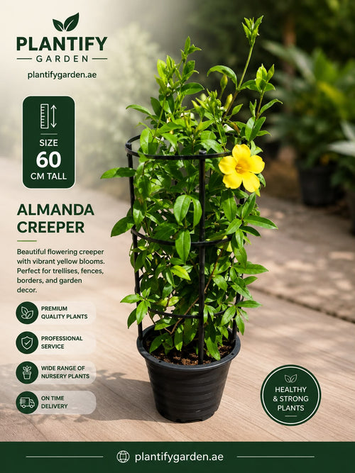 Plantify Garden Almanda Creeper plant in a black nursery pot, featuring a black trellis cage and a single bright yellow flower, set against a blurred garden background with product details on the left.