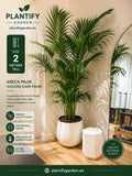 A tall Pﬁntify Garden Areca Palm (Golden Cane Palm) in a white cylindrical planter, shown in a modern indoor showroom setting with a wooden floor, white walls, and a mirror in the background.