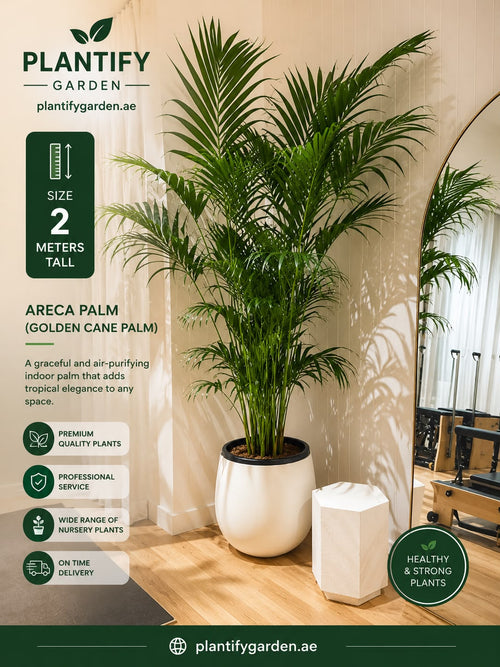 A tall Pﬁntify Garden Areca Palm (Golden Cane Palm) in a white cylindrical planter, shown in a modern indoor showroom setting with a wooden floor, white walls, and a mirror in the background.