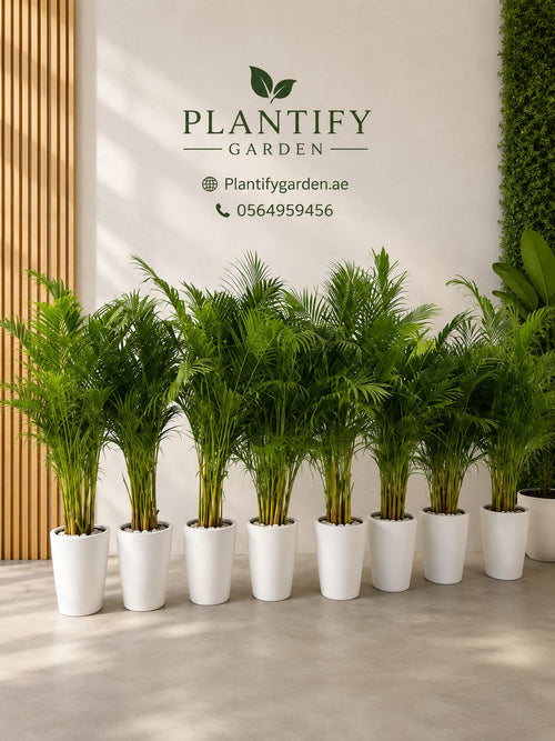 A row of potted palm trees arranged in front of a white wall with the Plantify Garden logo and contact details. The plants are in white cylindrical pots, set against a modern interior background with wood slats on the left and a green wall on the right.