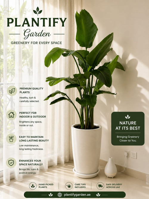 A promotional graphic for Plantify Garden featuring a large green potted plant in a white cylindrical pot, set against a warm interior background with curtains, sunlight, and a small vase. Text highlights premium quality plants, indoor/outdoor suitability, easy maintenance, and space enhancement.