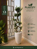 A 1.5-meter tall sculptural bonsai-style tree with twisted branches in a large white cylindrical planter, placed indoors beside a window.