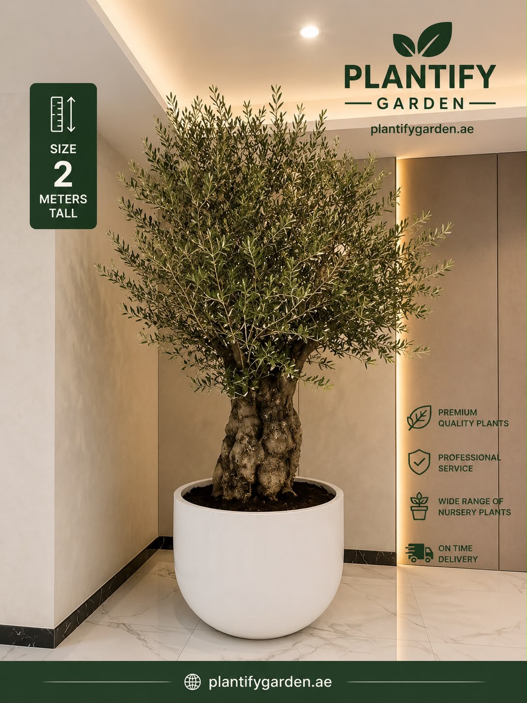 A large potted olive tree with a thick textured trunk and dense green foliage, displayed indoors in a white round planter. The image includes Plantify Garden branding, size information stating 2 meters tall, and promotional text on a beige interior wall background.