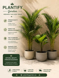 Buy Areca Palm & Fan Palm Plants | Premium Indoor Greenery