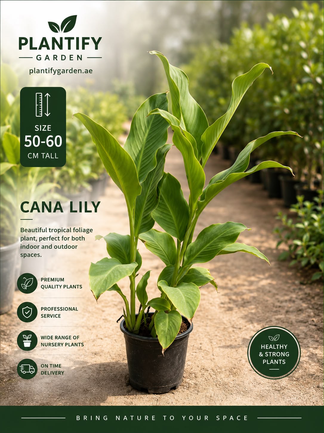 A potted Cana Lily plant displayed on a nursery path with promotional text overlays for Plantify Garden, including size, care icons, and product details.