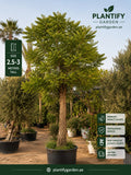 A tall potted ornamental tree with dense green foliage and a textured brown trunk, shown in a nursery setting. The image includes the brand name Plantify Garden, size information stating 2.
