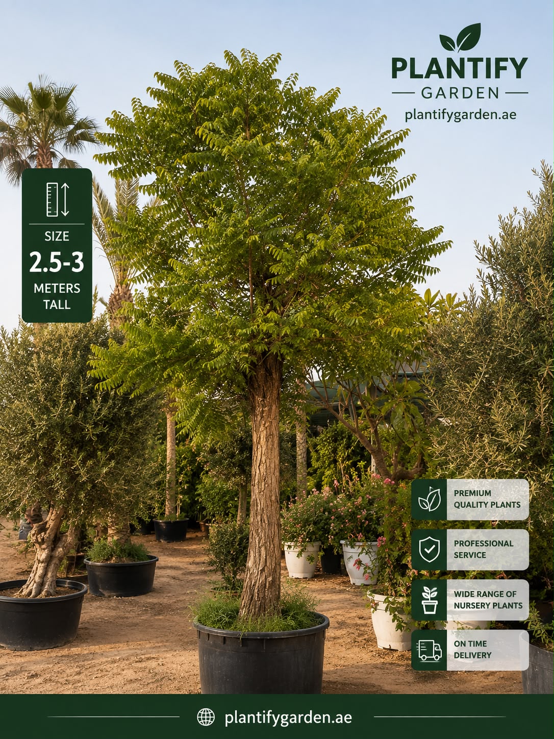 A tall potted ornamental tree with dense green foliage and a textured brown trunk, shown in a nursery setting. The image includes the brand name Plantify Garden, size information stating 2.