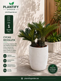 A potted Cycas Revoluta plant in a textured white pot, set against a modern outdoor patio backdrop with a wooden slatted wall and other plants. The left side of the image features promotional text for Plantify Garden, detailing the size and benefits of the plant.