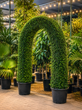 Green Arch Topiary Plant | Plantify Garden Dubai