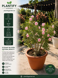 Plantify Garden Desert Rose (Adenium) potted in a terracotta pot, shown on a patio with a white informational overlay detailing its height, pot size, and features.