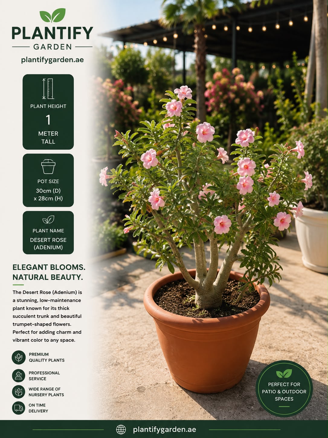 Plantify Garden Desert Rose (Adenium) potted in a terracotta pot, shown on a patio with a white informational overlay detailing its height, pot size, and features.