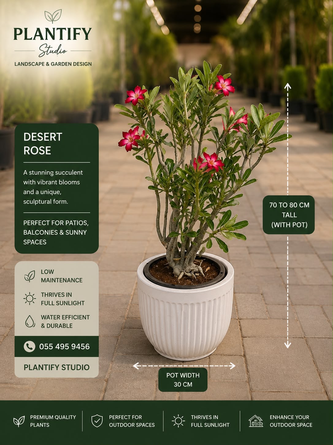 A potted desert rose plant with pink blossoms and green leaves, shown in a white ribbed pot on a paved outdoor walkway. The image includes marketing text and dimensions for the plant and pot, with the brand Plantify Studio visible at the top.
