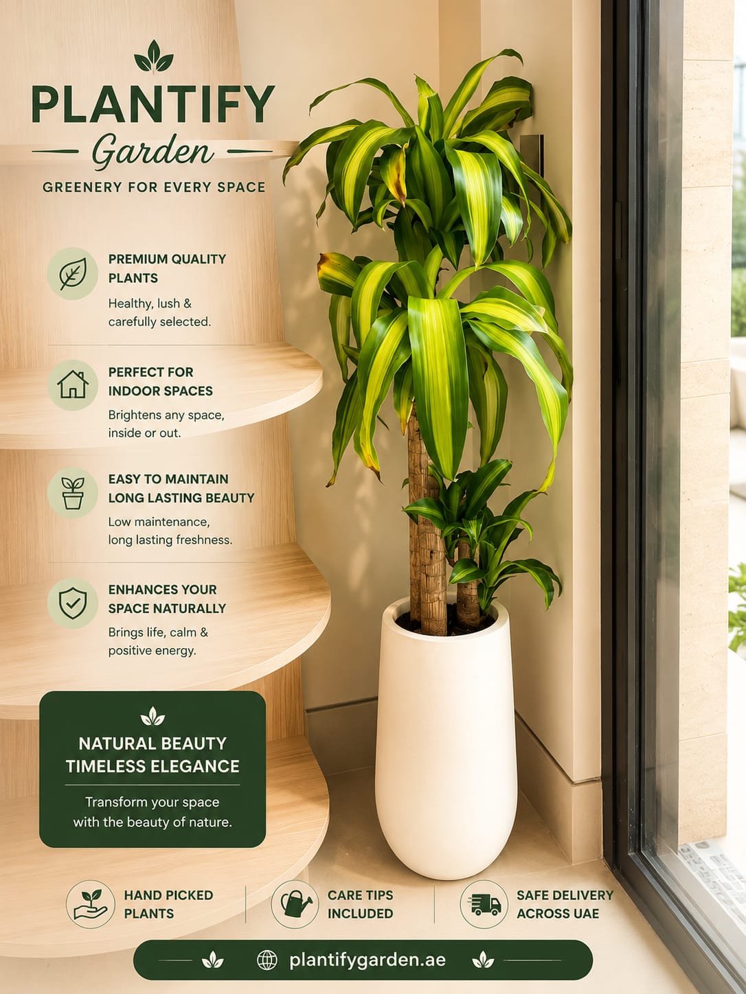A potted Dracaena massangeana plant in a white cylindrical pot, displayed next to a window with a wooden window seat. The image is a promotional graphic for Plantify Garden, featuring text overlays detailing product benefits and features.