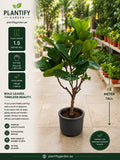 A 1.5-meter tall Ficus lyrata (Riddle Leaf Fig) in a dark gray pot, shown in a garden nursery setting.