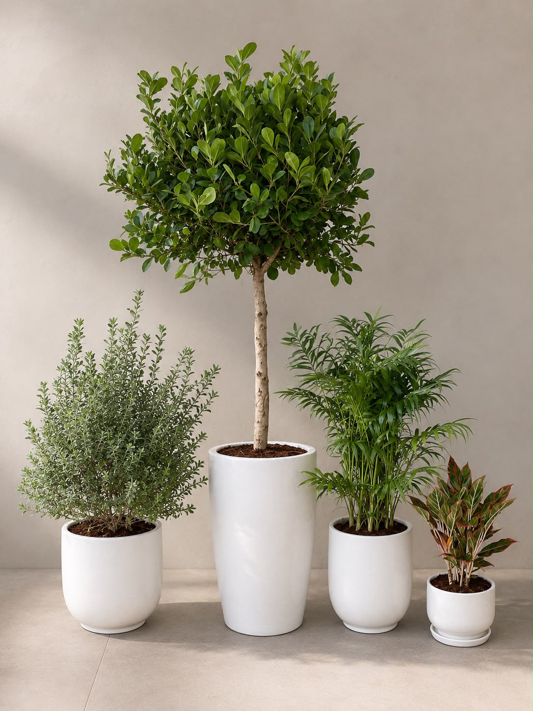 Four potted houseplants arranged on a light beige floor against a neutral beige wall, including a tall topiary-style tree in a large white planter, a smaller green shrub in a white planter, a palm-like plant in a white planter, and a smaller reddish plant in a white planter.