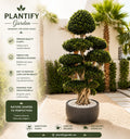 A topiary tree with layered, rounded green foliage in a dark round planter, shown in a landscaped garden setting with palm trees and a stone path. The left side includes promotional text for Plantify Garden, including benefits and care tips.