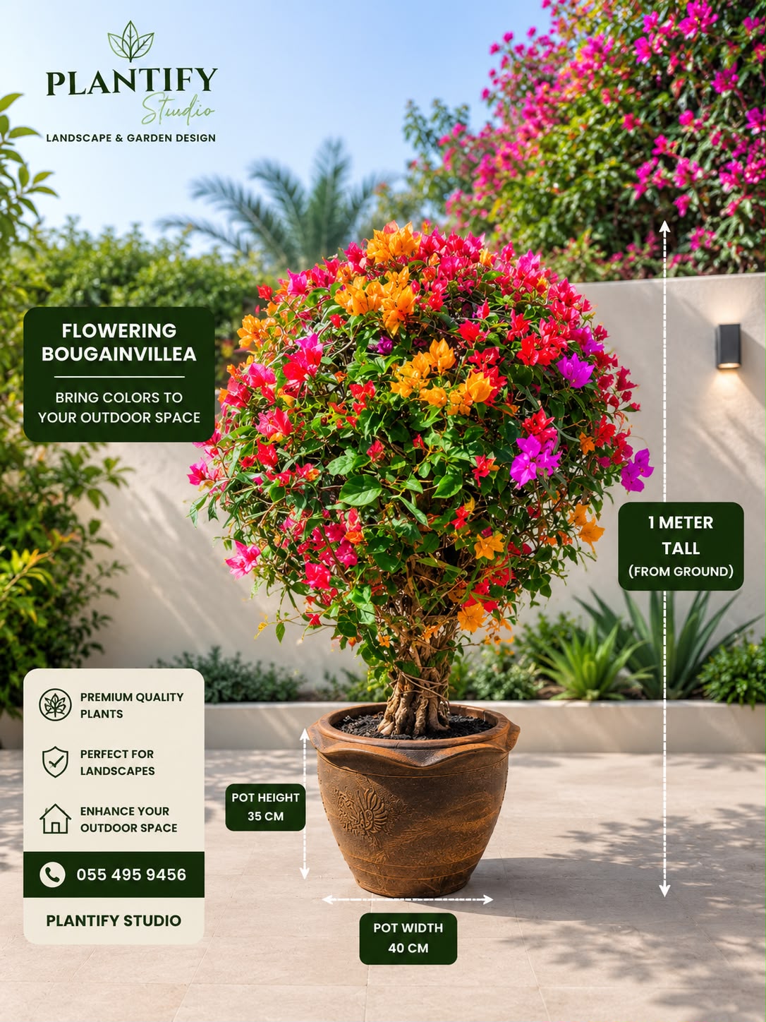 A potted flowering bougainvillea plant shown outdoors in a landscaped garden setting, with measurement callouts indicating 1 meter tall and 40 cm pot width. The Plantify Studio logo appears in the top left, and product information boxes are overlaid around the plant.