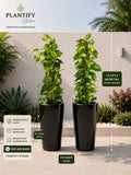 Two tall black cylindrical planter pots with lush green leafy plants, shown in a landscaped outdoor-style setting with measurement callouts indicating the plants are 12 to 13 meters tall and the pots are 40 cm tall by 30 cm wide. Brand logo 'Plantify Studio' is visible at the top and bottom left.