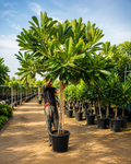 Mature Plumeria Frangipani Tree | Tropical Plant Dubai UAE