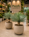 Bundle of two Yucca Rostrata Plant in Premium Planter | Dubai & UAE