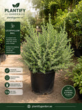 A potted Lecophyllum Ball hedge plant in a black nursery pot, shown outdoors in a garden center setting with promotional text overlays for Plantify Garden.