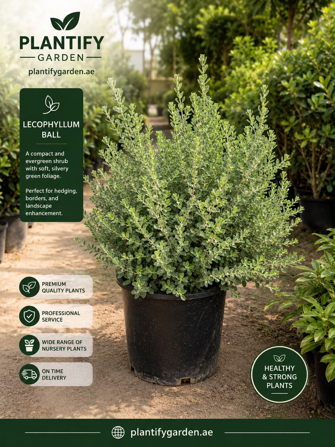 A potted Lecophyllum Ball hedge plant in a black nursery pot, shown outdoors in a garden center setting with promotional text overlays for Plantify Garden.