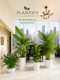 A collection of green potted houseplants arranged in a bright, modern interior space with a city skyline view outside. The plants are housed in white cylindrical pots.