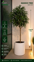 A tall potted mango tree with green leaves and a slender trunk, planted in a large white cylindrical pot. The image includes promotional text and dimensions indicating the plant is 2 meters tall and the pot is 50cm x 50cm.