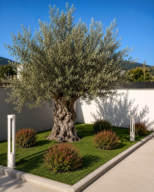 Mature olive tree with twisted trunk in luxury garden landscape