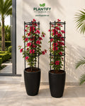 Two black ribbed planter pots with tall black trellis supports holding bright pink bougainvillea flowers, set against a beige stucco wall with the Plantify Garden logo above.