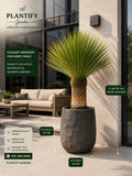 A tall yucca or similar succulent-style plant in a large dark gray faceted planter, shown on a modern patio with overlaid size and feature callouts. The scene includes a building exterior, wall lamp, sofa, and text boxes describing the plant as up to 1.
