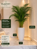 A tall Areca Palm (Golden Palm) plant in a textured white ceramic pot, displayed in a modern interior setting with dimension callouts showing its height of 1.5 meters and pot dimensions of 45 cm by 30 cm.
