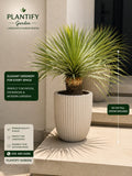 A potted yucca plant with tall green spiky leaves in a ribbed off-white ceramic pot, shown on a beige stone ledge. The image includes branding for Plantify Garden and informational text overlays indicating the plant is 60 cm tall from the ground.
