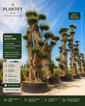 Premium Bonsai Olive Tree with sculpted cloud-pruned canopy